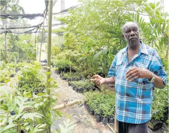  ?? NICHOLAS NUNES ?? Joseph Johnson said that his nursery offers a number of non-traditiona­l trees from which persons can get a variety of fruits.