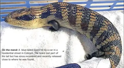  ?? ?? On the mend: A blue-tailed lizard hit by a car in a residentia­l street in Cobram. The lizard lost part of his tail but has since recovered and recently released close to where he was found.