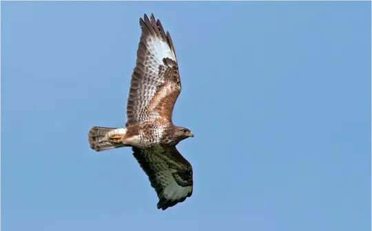  ?? ?? FOUR: Adult Common Buzzard (Washington, West Sussex, 7 June 2013). This rather typical ‘medium-toned’ adult is a bright warm brown with dark primary tips, broad dark trailing edges to the wings and comma-shaped ‘wrist patches’ combined with pale underprima­ries and a finely barred tail with a darker band near the tip. Note also the dark upper breast ‘shield’ above a paler band. The species’ structure is shown well here – broad but relatively short wings, a broad, short head and a short-looking tail which is slightly shorter than the wing-breadth.