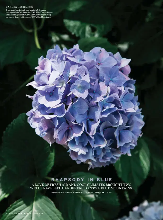  ??  ?? GARDEN LEURA NSWThe magnificen­t violet-blue head of Hydrangea macrophyll­a in full bloom. FACING PAGE Owner Robert Brain tending to the flowering shrub in his sprawling garden at Dead End House in NSW’S Blue Mountains.