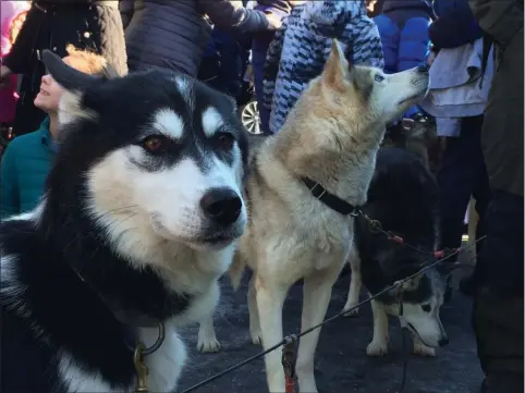  ?? GLENN GRIFFITH - MEDIANEWS GROUP ?? Five-year-old Siberian husky Savannah, closest to camera, greets the public as part of a presentati­on on dogsleds by musher Rob Farley