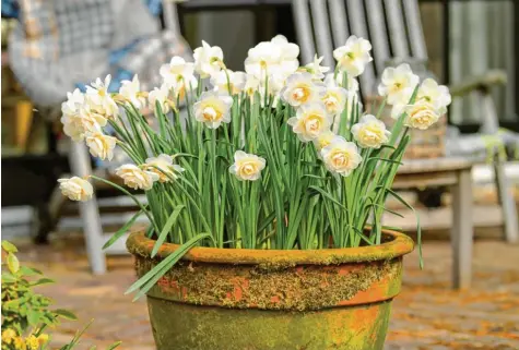  ?? Foto: Steven Bemelman, iBulb, dpa ?? Ein Hauch von Frühling auf der Terrasse: Die Narzissen-Sorte Bridal Crown empfehlen Experten für den Topf.