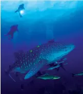  ??  ?? Opening page: A fruit seller in Colombia’s Cartagena. This pag, clockwise: The Lost - but hugely popular - Incan City of Machu Picchu, Peru; view of glacier Perito Moreno in Patagonia; divers have the chance to swim with whale sharks in the Galapagos