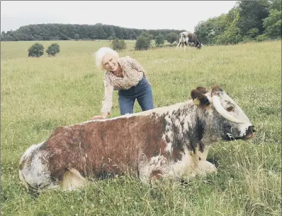  ?? PICTURE: BBC/PA ?? GENTLY DOES IT: Mary Berry had to corral an amorous Longhorn bull and its herd during the Countryfil­e show.