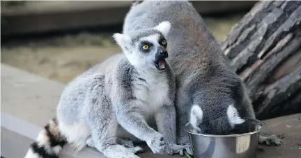  ?? CALGARY ZOO ?? All the way from Madagascar, Calgary Zoo’s lemurs are preparing to spend their first winter in Canada.