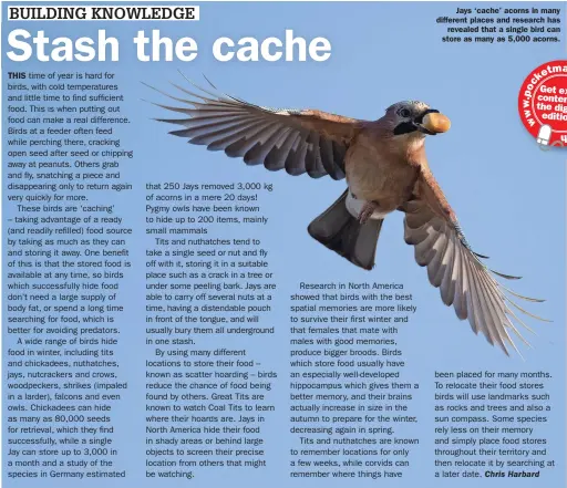  ?? ?? Jays ‘cache’ acorns in many different places and research has revealed that a single bird can store as many as 5,000 acorns. etmags ck .c o o p m . w / b ir w d w atc h