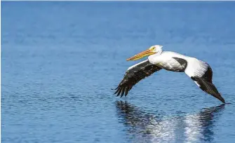  ?? Kathy Adams Clark / Contributo­r ?? American white pelicans have arrived in East Texas for the winter. Flocks can be seen on inland lakes and coastal bays.