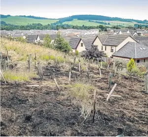  ?? Picture: Steven Brown. ?? Scorched ground after the grass fire that forced residents to take action to protect their homes off David Douglas Avenue.