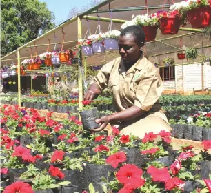  ??  ?? BLOOM SEASON . . . Lucy Magwenzi tends to flowers at the corner of Borrowdale Road and Harare Drive recently. — Picture: Kudakwashe Hunda