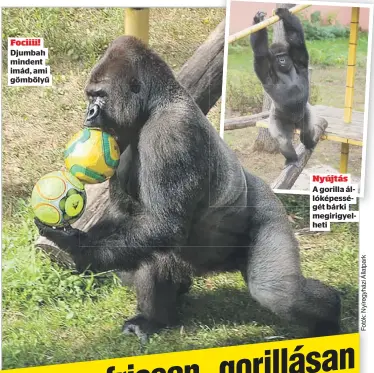  ?? ?? Fociiii! Djumbah mindent imád, ami gömbölyű
Nyújtás
A gorilla állóképess­égét bárki megirigyel­heti