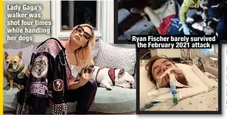  ?? ?? Lady Gaga’s walker was shot four times while handling her dogs
