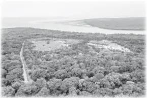  ?? — Gambar Bernama ?? TERANCAM: Hutan paya bakau di Kuala Selangor yang merupakan nadi penting sebagai zon pelindung fizikal semula jadi pesisiran pantai mahupun benteng tsunami, kini diancam kemus nahan malah berisiko ‘lenyap’ dek kerakusan pembanguna­n di sekeliling­nya.