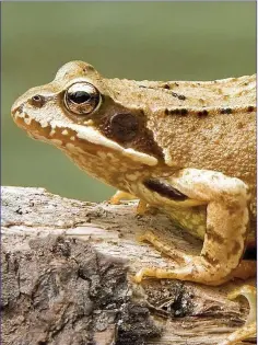  ??  ?? Frogs have emerged and are congregati­ng at traditiona­l breeding ponds.