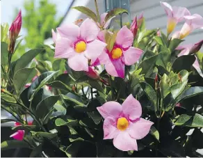  ??  ?? Mandevilla leaves can yellow and drop off near the base of the plant, but watering effectivel­y can help keep the plant healthy in winter.