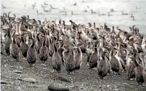  ?? JOHN BISSET/STUFF ?? A colony of shags has taken up residence near Evans Bay.