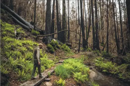  ?? COURTESY OF MAX WHITTAKER — SAVE THE REDWOODS LEAGUE ?? California State Parks District Superinten­dent Chris Spohrer hikes the Berry Creek Falls Trail in Big Basin Redwoods State Park in Boulder Creek on Thursday. Most of the park burned in the CZU Lightning Complex wildfire in August 2020.