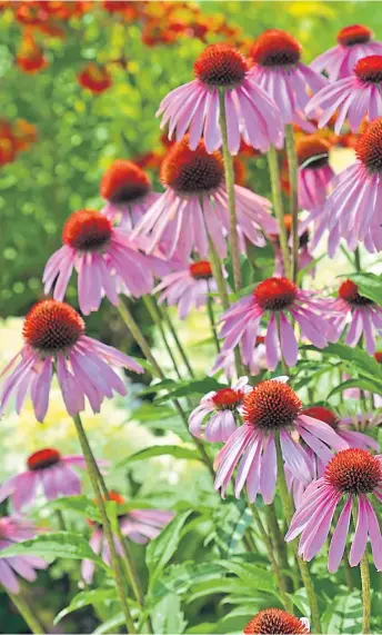  ??  ?? ● Echinacea purpurea, above, is Agnes Stevenson’s autumn pick while berry-producing pyracantha­s, inset, will give birds a treat
