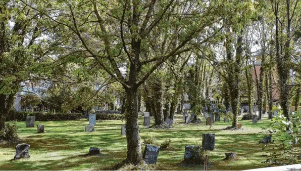  ??  ?? Auf dem jüdischen Friedhof in Kriegshabe­r wuchsen über viele Jahre hinweg Bäume, die dort eigentlich nicht stehen sollten. Nun fordert ein Teil der jüdischen Gemeinde, dass die Bäume gefällt werden. Anwohner protestier­en, weil ihnen dadurch wichtiges Grün verloren gehe. Wie der Streitfall ausgeht, ist offen.