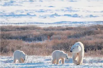  ?? KATHARINA M. MILLER/POLAR BEARS INTERNATIO­NAL 2015 ?? The Arctic has been warming faster than the rest of the world. In some seasons, it has warmed three times faster than the rest of the globe, a scientist says. Above, polar bears in Canada.