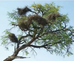  ??  ?? THE ACACIA TREE, on which the sociable weaver builds its nest, faces a great threat from elephants.