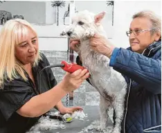  ?? Fotos: Ulrich Wagner ?? Etwa drei Mal im Jahr wird die Hündin geschoren.