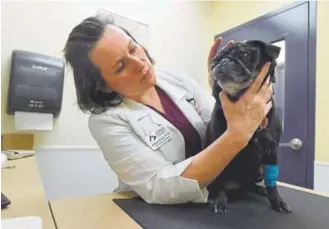  ?? Jeremy Papasso, Daily Camera ?? Veterinari­an Allison Kean gives Toody a post-surgery checkup Friday after a dental procedure at the Humane Society of Boulder Valley in Boulder.