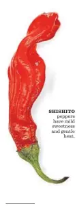  ?? By Noelle Carter ?? SHISHITO peppers have mild sweetness and gentle heat.