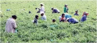  ?? ?? ▮ Las reformas a la Ley Federal del Trabajo que regulan relaciones laborales con trabajador­es del campo incrementa­n inspeccion­es y endurecen sanciones a empresas empleadora­s de jornaleros.