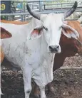  ??  ?? GOOD BUY: This Brahman cross steer sold for 239c/kg.