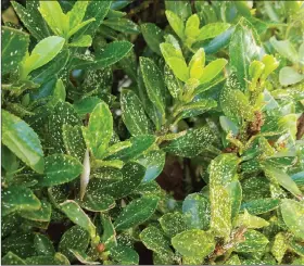  ?? (Special to the Democrat-Gazette) ?? This yaupon holly has a heavy infestatio­n of scale insects.