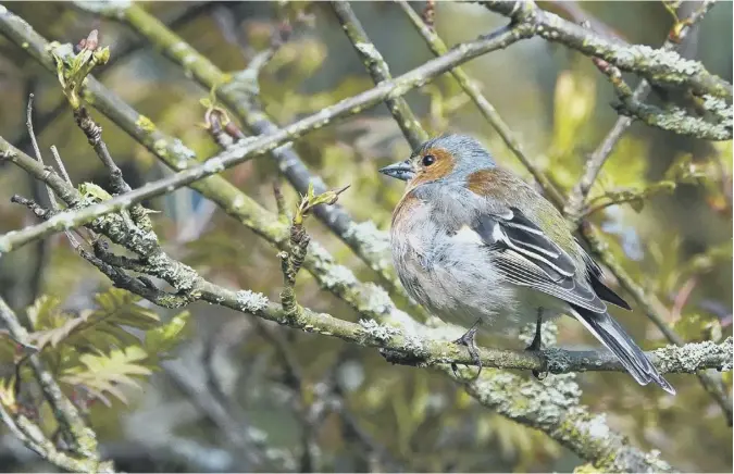  ??  ?? 0 Regular contributo­r Graeme Stark writes: “I spotted this young chaffinch waiting to be fed while out on Mortonhall golf course recently”.