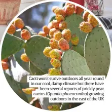  ??  ?? Cacti won't surive outdoors all year round in our cool, damp climate but there have been several reports of prickly pear cactus (Opuntia phaeacanth­a) growing outdoors in the east of the UK
