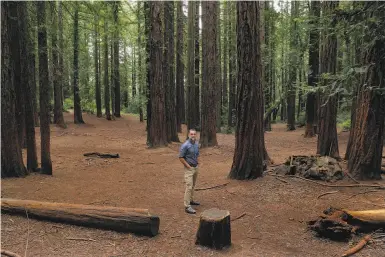  ?? Photos by Carlos Avila Gonzalez / The Chronicle ?? Sam Hodder, president of Save the Redwoods League, walks through Joaquin Miller Park in Oakland. The league is advocating to protect and restore previously clearcut coast redwood forests.