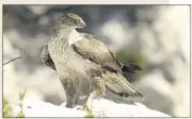 ?? (Photos DR/J.-C. Tempier) ?? L’aigle de Bonelli est une espèce « en danger » placée sur liste rouge nationale. Le seul couple identifié dans le Var niche à proximité du site de Baumesdes-Lumes.