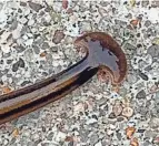  ?? COURTESY OF JENNIFER SERFASS ?? Hammerhead worms have been found in northeaste­rn and western Ohio, but none has been detected in Columbus yet.