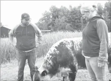  ?? PICTURES BY CLAUDIA VILLEMAIRE ?? Kevin Rioux and Jennifer Wilkins - are optimistic in spite of the challenges of producing and promoting the Speckle Park beef breed. Noted for their quiet dispositio­n, ease in calving and quality carcasss, the future looks promising in this province with three breeders already establishe­d in the Townships and Lac St Jean area.