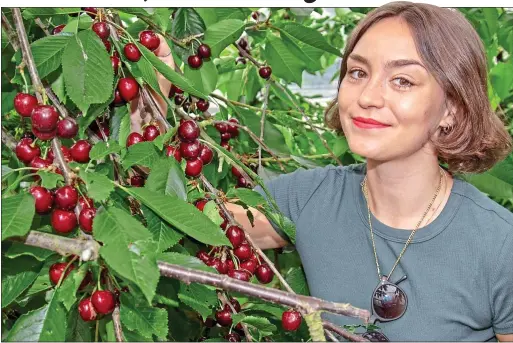  ??  ?? STONE ME! Mail on Sunday reporter Giulia Crouch inspects this summer’s juicy cherry crop at the Bardsley England orchards in Kent