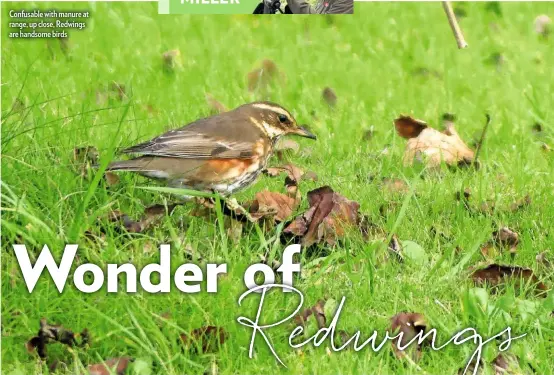  ??  ?? Confusable with manure at range, up close, Redwings are handsome birds