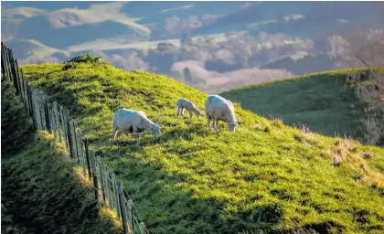  ?? Photo / Paul Taylor ?? Finally the sun came out on Tuesday afternoon and there are signs of spring in the air with daffodils and lambs appearing.