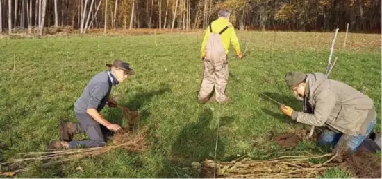  ?? FOTO JOHNNY GEURTS ?? In het Munsterbos planten de vrijwillig­ers van Natuurpunt een uitgestrek­t nieuw adoptiebos aan.