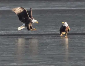  ?? OHIO DIVISION OF WILDLIFE ?? Bald eagles landing on ice