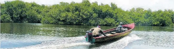  ??  ?? The Port Royal Mangrove is a scenic place to see by boat.