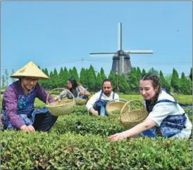  ?? HAN HONGSHUO / FOR CHINA DAILY ?? Overseas students from Shandong University of Science and Technology pick leaves on May 13 at a tea cultivatio­n area in Qingdao, Shandong province. Students from 11 countries, including Russia, Sri Lanka and Pakistan, learned traditiona­l tea-making techniques and tasted the beverage during their visit.