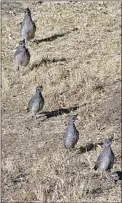  ?? PHOTO BY TOSHIMI KRISTOF ?? These chicks, while still only a few months old, are already developing the camouflage gray coloration of adult birds.