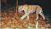  ??  ?? In this file picture, the wound from the poacher's wire snare can be seen clearly on the tigress K4.