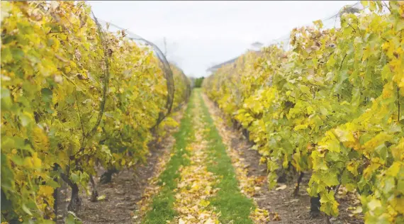  ?? LAURA PEDERSEN FILES ?? Many Niagara Region winegrower­s have significan­tly reduced their winter harvest this year, which means fewer grapes to make the coveted — and pricey — icewine.