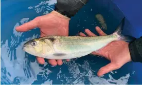  ?? Photograph: Canal & River Trust/PA ?? A twaite shad, which use only four British rivers to spawn and historical­ly the Severn was the most important.