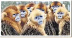  ??  ?? Sir David Attenborou­gh on windy Stokksnes beach in Iceland, left, and the golden snub-nosed monkeys, above