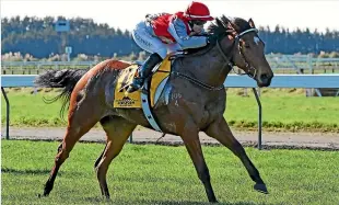  ?? PHOTO: RACE IMAGES ?? Impressive debut winner Blanco Belle will step up to Listed level in The O’Learys Fillies Stakes.