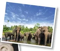  ??  ?? From left: Exotic varieties of tea from Sri Lanka; elephants at Yala National Park